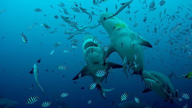 Global nets dive underwater with TVF International